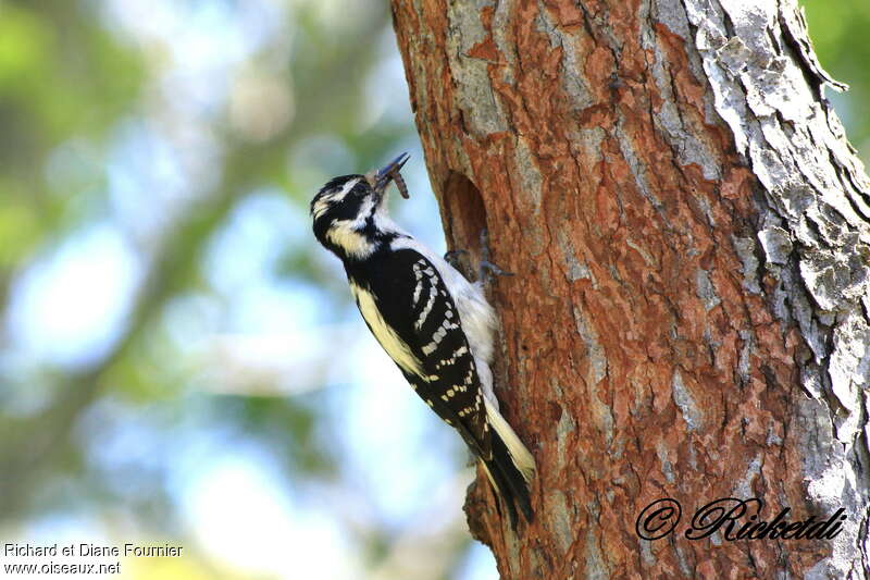 Hairy Woodpecker female adult breeding, Reproduction-nesting