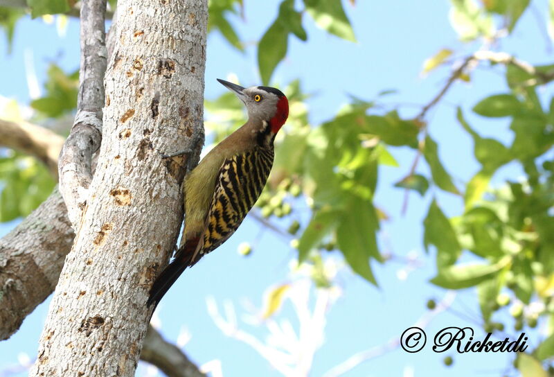 Hispaniolan Woodpecker female