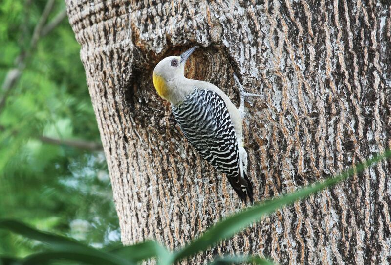 Hoffmann's Woodpecker female