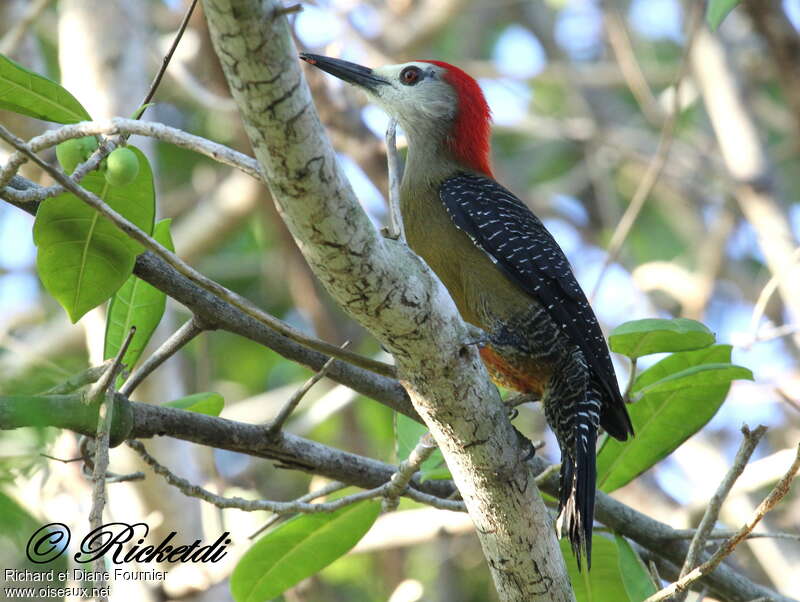 Jamaican Woodpecker male adult, identification
