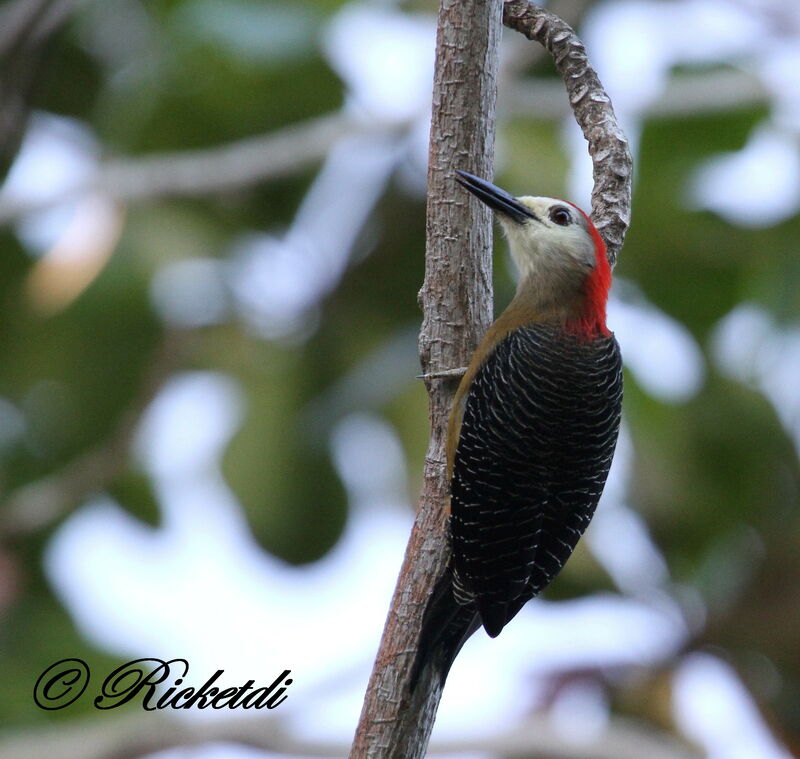 Jamaican Woodpecker male
