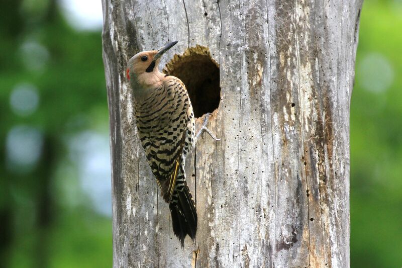 Northern Flicker male, Reproduction-nesting