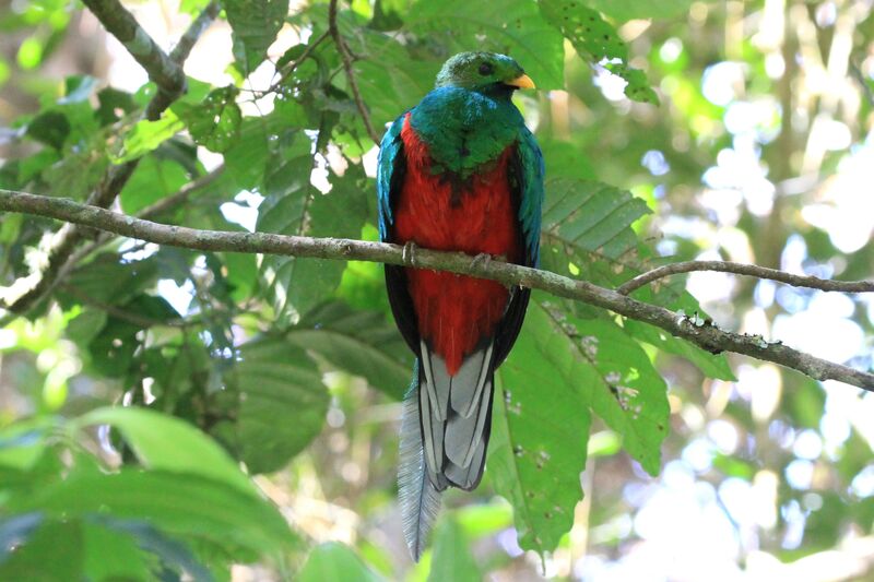 Quetzal brillant mâle