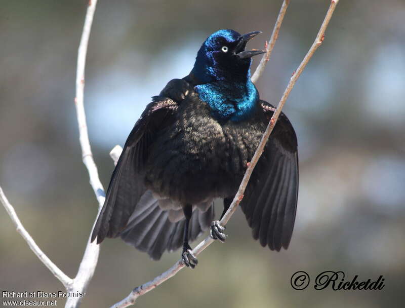 Common Grackle male adult, courting display