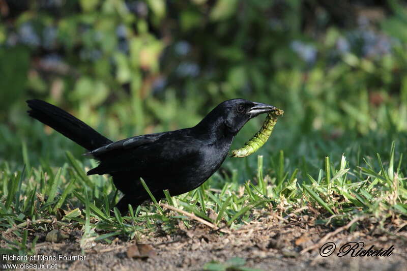 Melodious Blackbirdadult, feeding habits