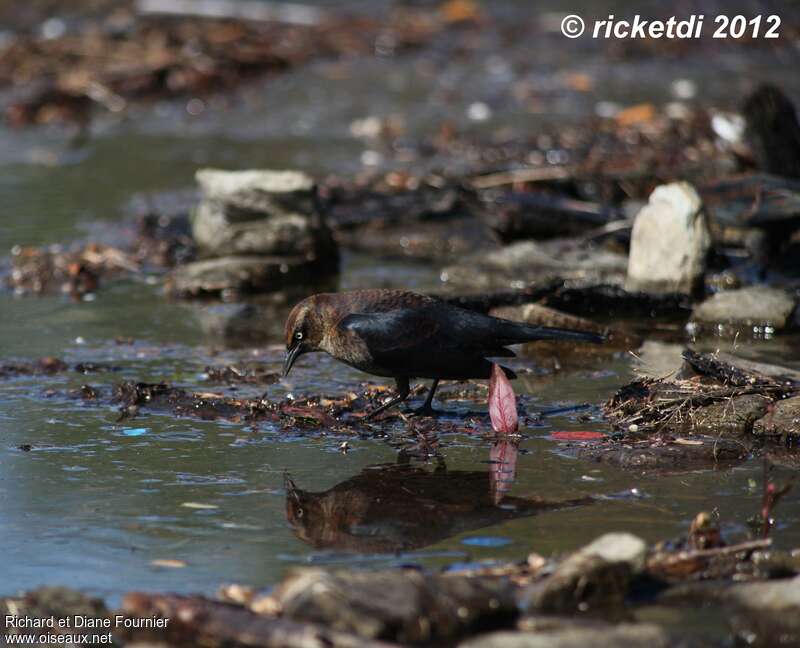 Rusty BlackbirdFirst year, habitat, camouflage, pigmentation