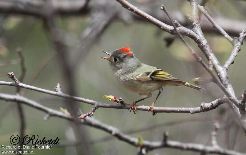 Ruby-crowned Kinglet male adult, song
