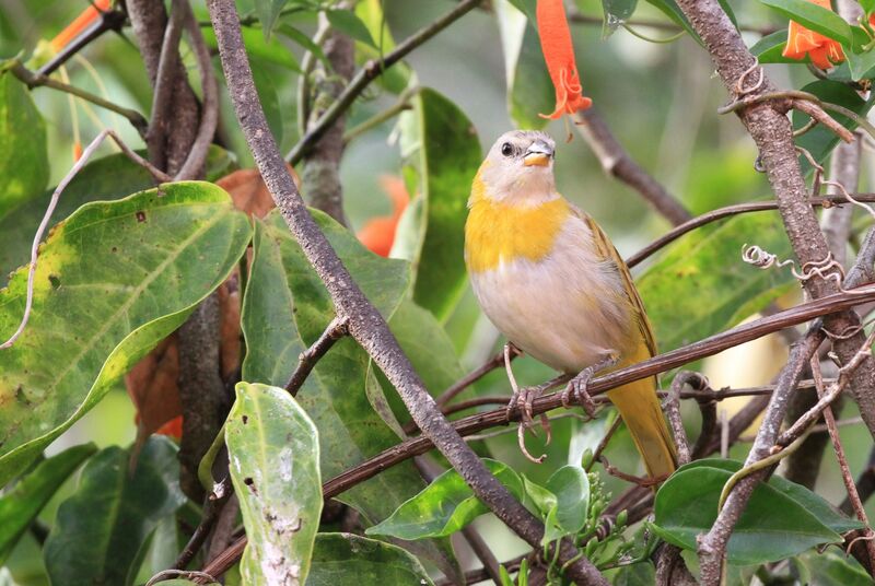 Saffron Finch male juvenile