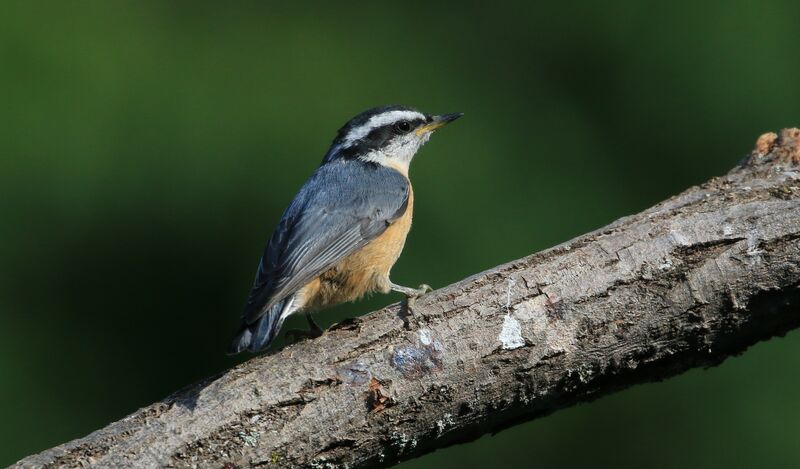 Red-breasted Nuthatchjuvenile