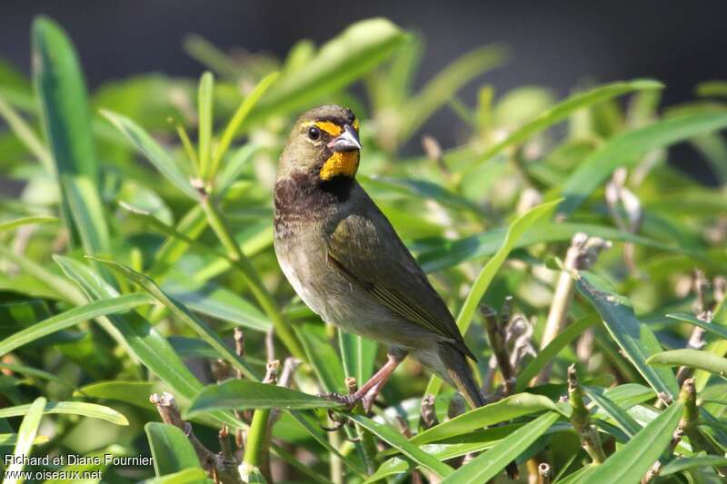 Yellow-faced Grassquit male adult, identification