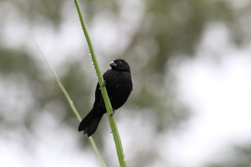Variable Seedeater male