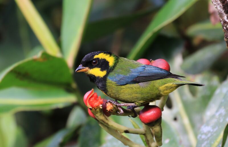 Gold-ringed Tanager male