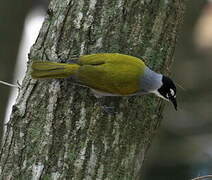 Black-crowned Tanager