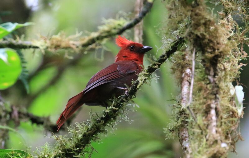Crested Ant Tanager