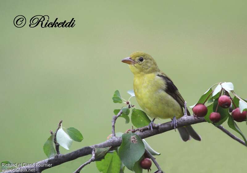 Scarlet Tanager female adult, identification