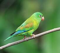 Orange-chinned Parakeet