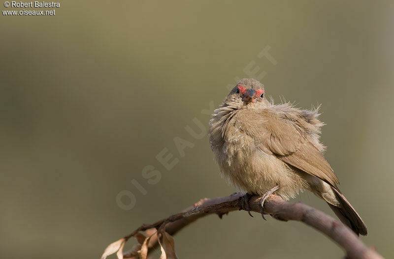 Red-billed Firefinch female adult