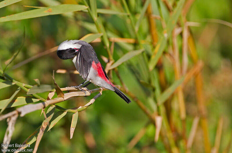Black-crowned Waxbill, care