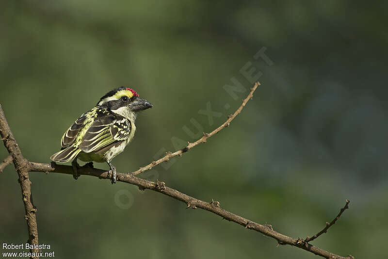 Red-fronted Barbet male adult, pigmentation