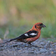 Two-barred Crossbill