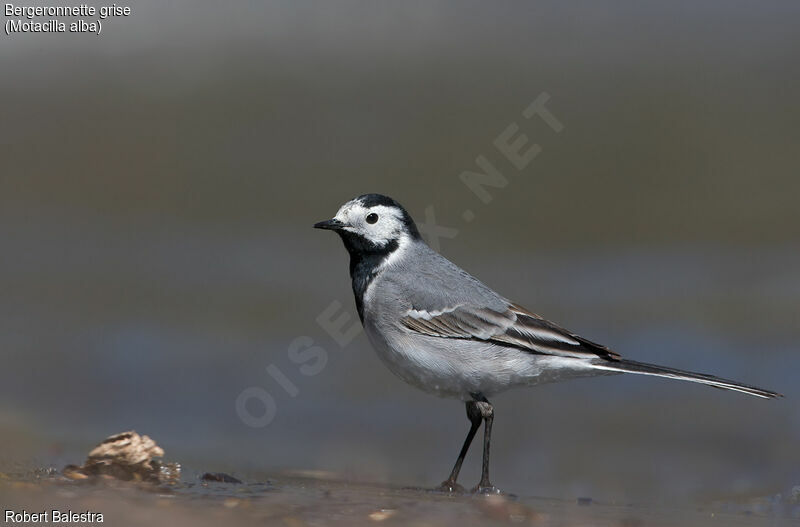 White Wagtail male