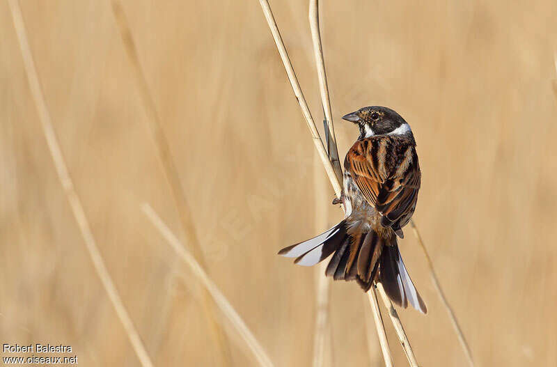 Common Reed Bunting male adult transition, pigmentation, Behaviour