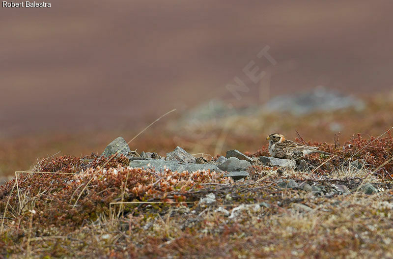 Bruant lapon femelle adulte nuptial, habitat