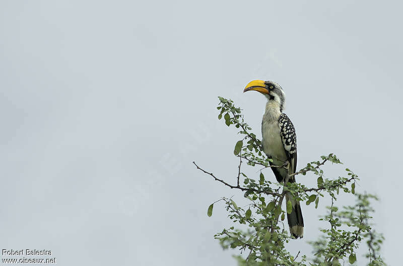 Eastern Yellow-billed Hornbill female adult, identification