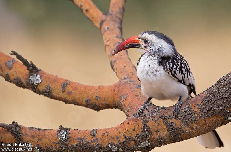 Northern Red-billed Hornbill male adult