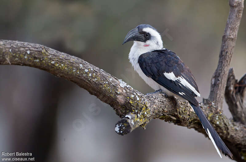 Von der Decken's Hornbill female adult, identification