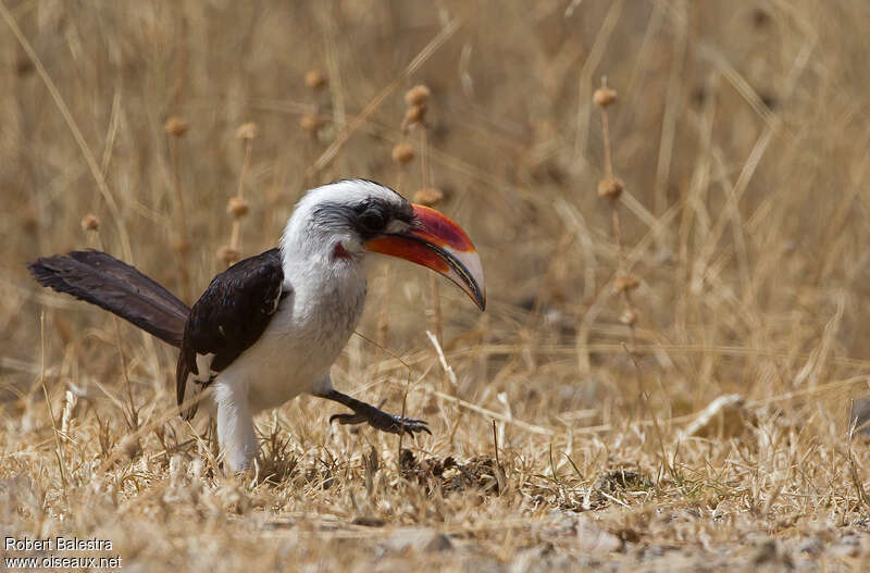Von der Decken's Hornbill male adult, Behaviour