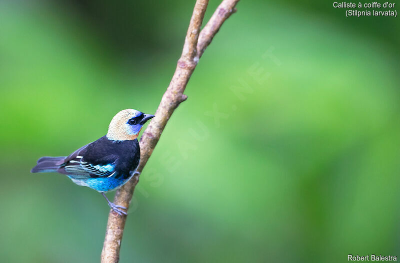 Golden-hooded Tanager male