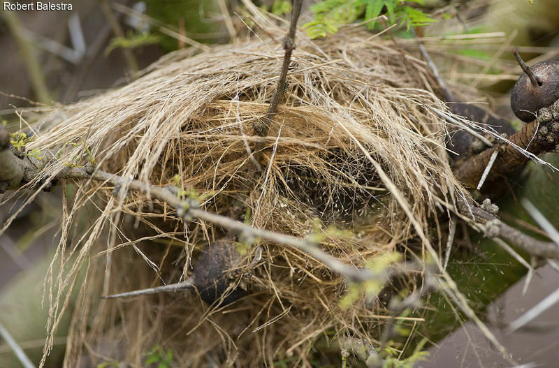 Bronze Mannikin, Reproduction-nesting