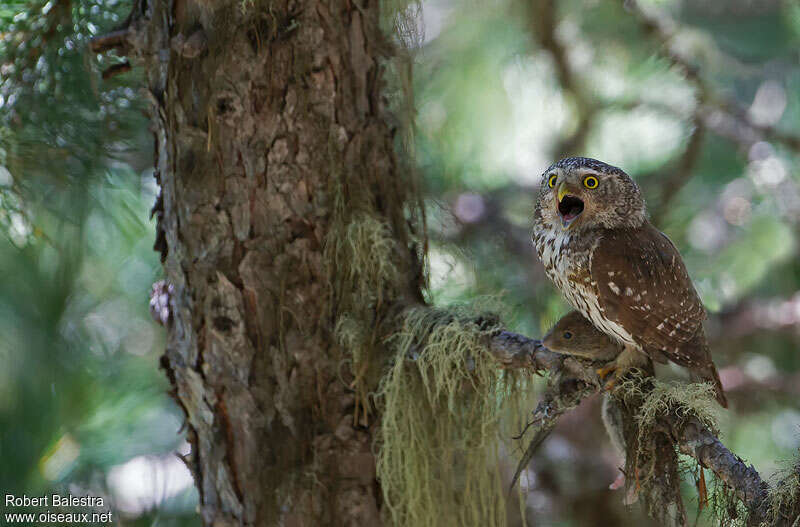 Eurasian Pygmy Owl female adult, Reproduction-nesting, Behaviour