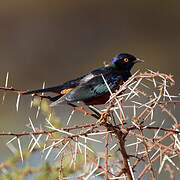 Shelley's Starling