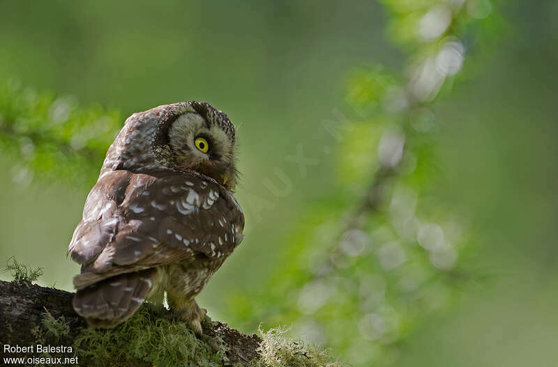 Boreal Owl female adult