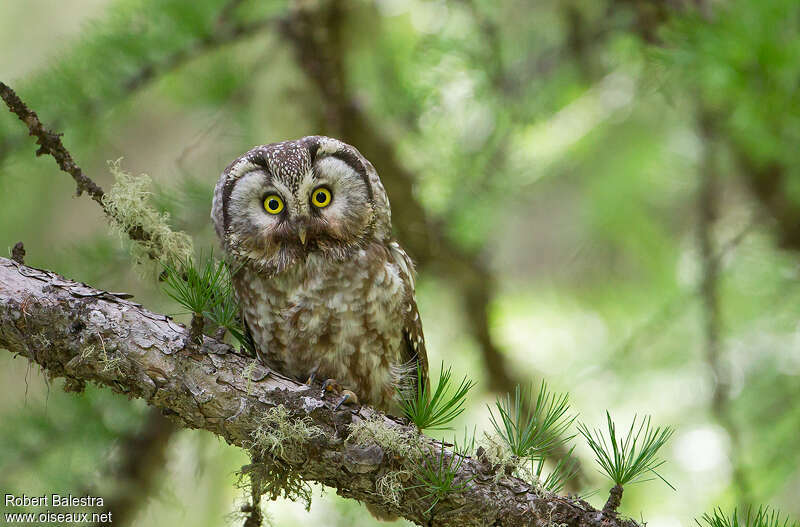 Boreal Owl female adult, identification