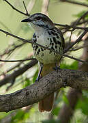 Spotted Palm Thrush
