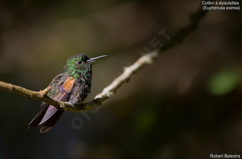 Stripe-tailed Hummingbird