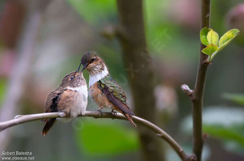 Scintillant Hummingbird, eats, Reproduction-nesting
