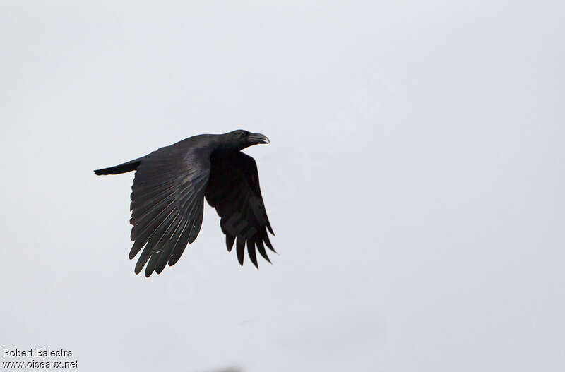Large-billed Crow, Flight