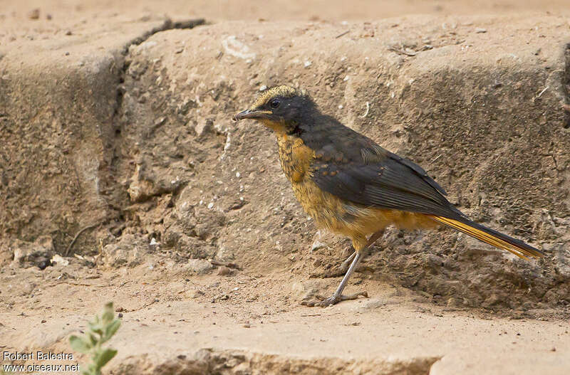 White-crowned Robin-Chatjuvenile, identification