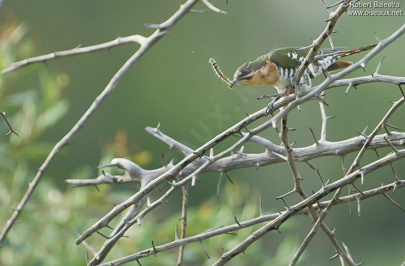 Diederik Cuckoo female adult