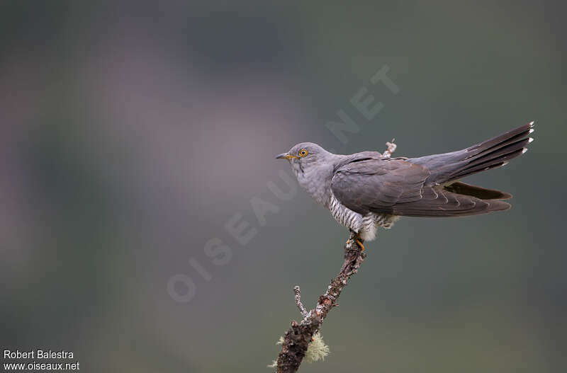 Common Cuckoo male, identification