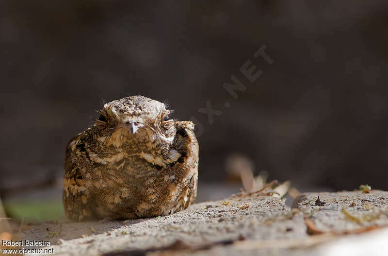 Slender-tailed Nightjar, close-up portrait