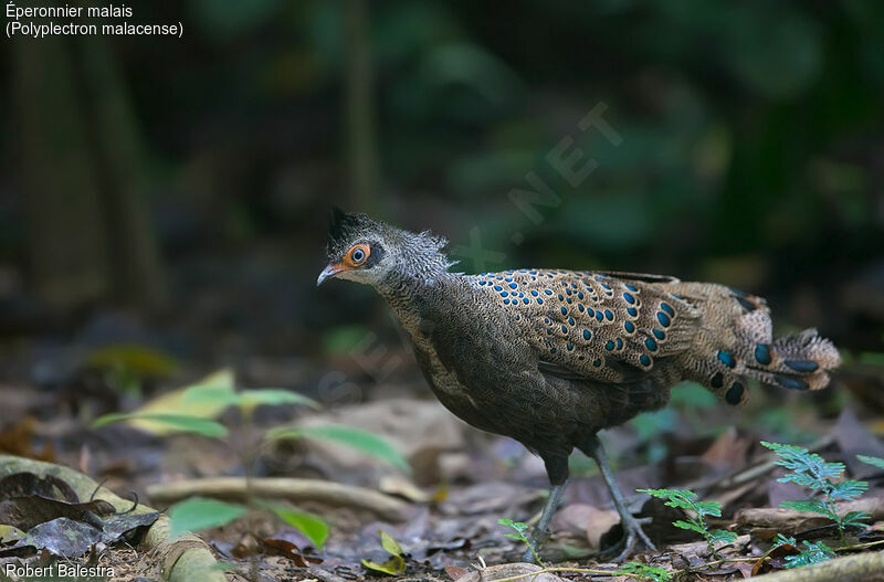 Malayan Peacock-Pheasant