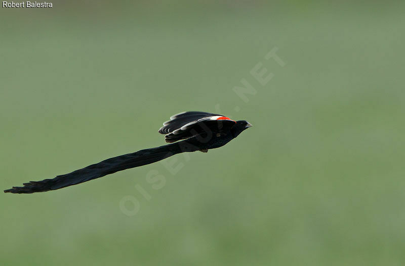 Long-tailed Widowbird male