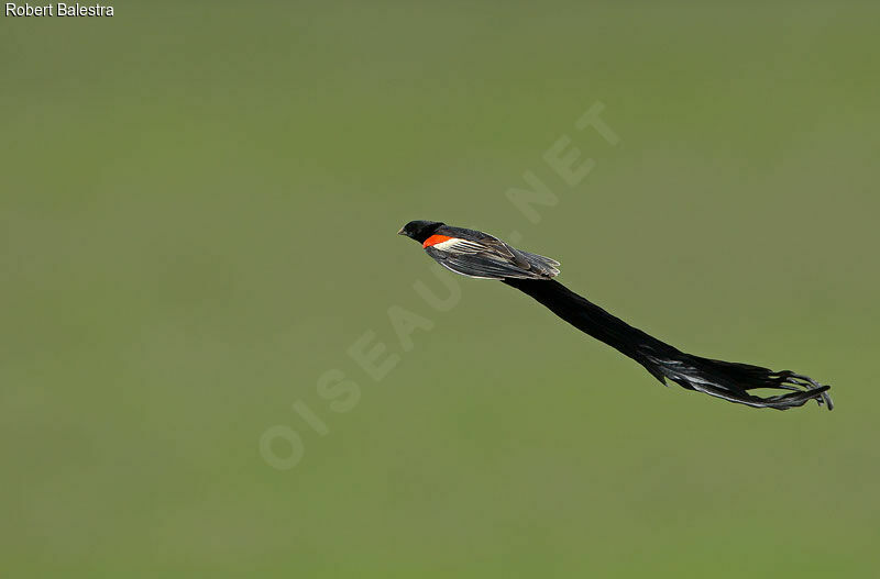Long-tailed Widowbird male