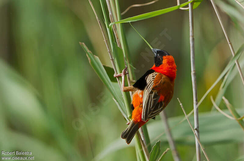 Southern Red Bishop male adult, Reproduction-nesting