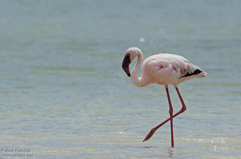 Lesser Flamingoadult, identification